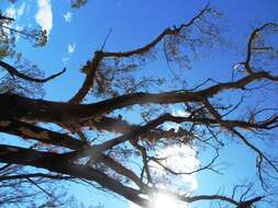 Image of Eucalyptus sclerophylla (Blakely) L. A. S. Johnson & Blaxell