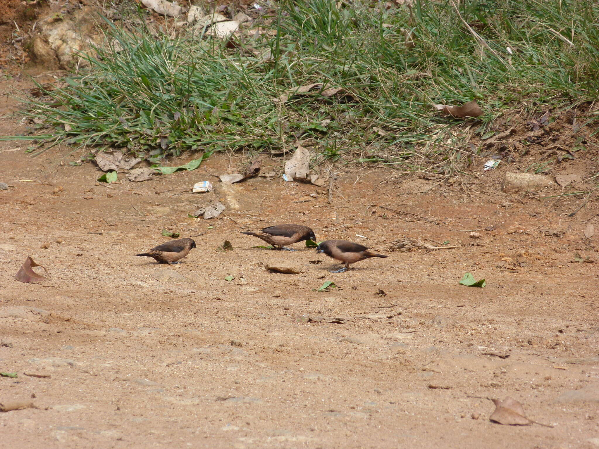 Image of Black-throated Munia