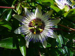 Image of Blue Passion Flower