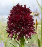 Image of Gymnadenia rhellicani (Teppner & E. Klein) Teppner & E. Klein