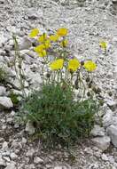 Imagem de Papaver alpinum L.