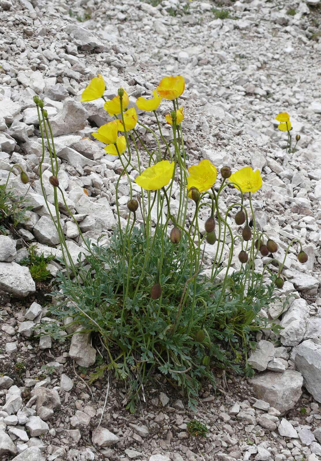 Imagem de Papaver alpinum L.