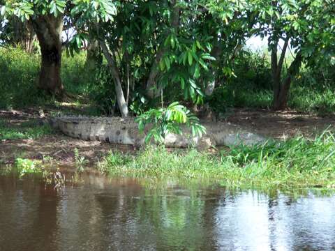 Image of Orinoco Crocodile