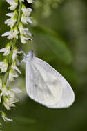 Image of Wood White