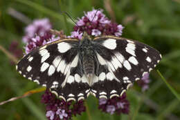 Image of marbled white