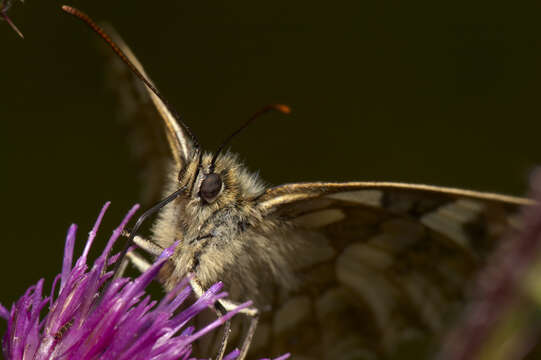 Image of marbled white