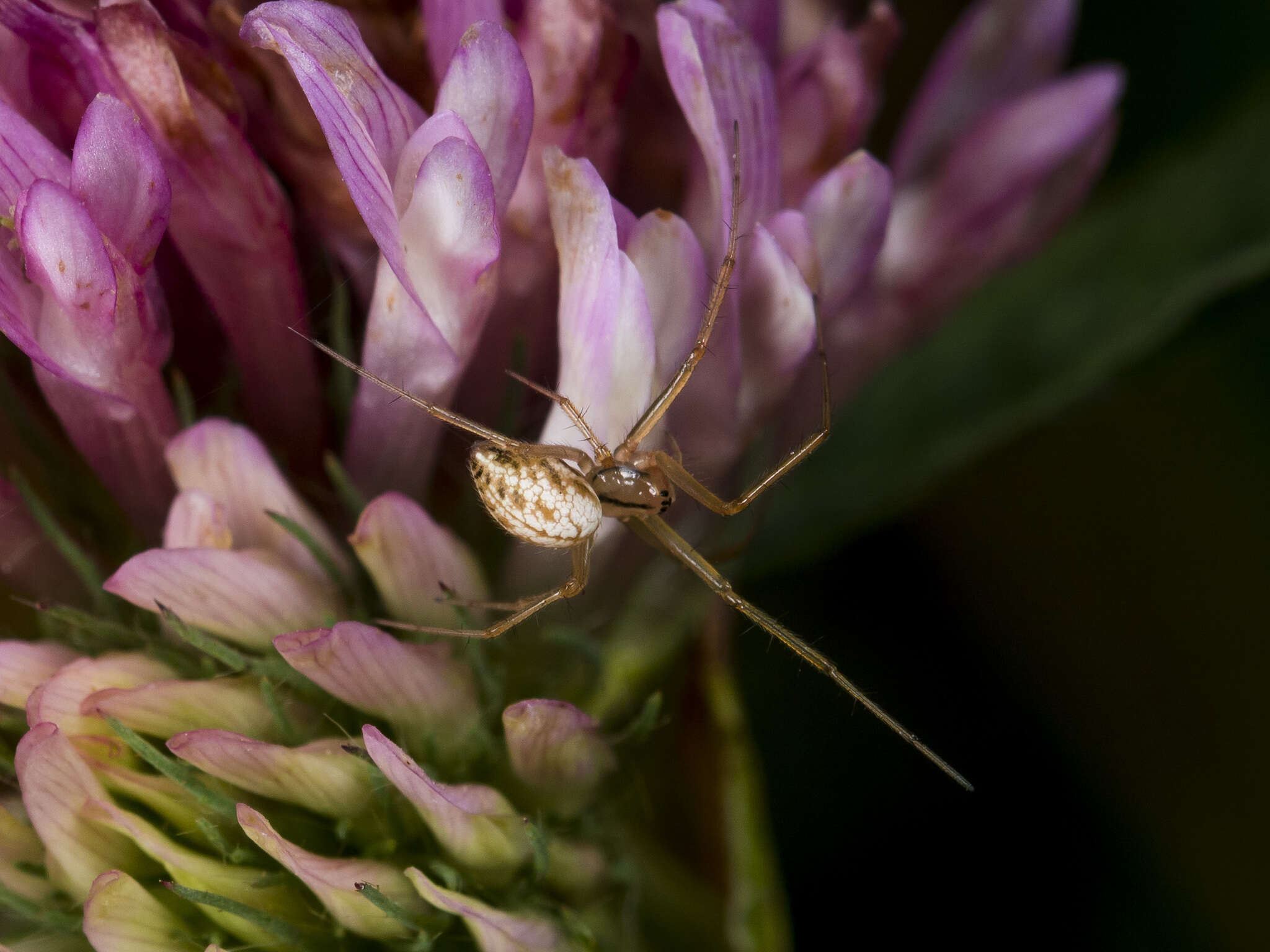 Bolyphantes alticeps (Sundevall 1833) resmi