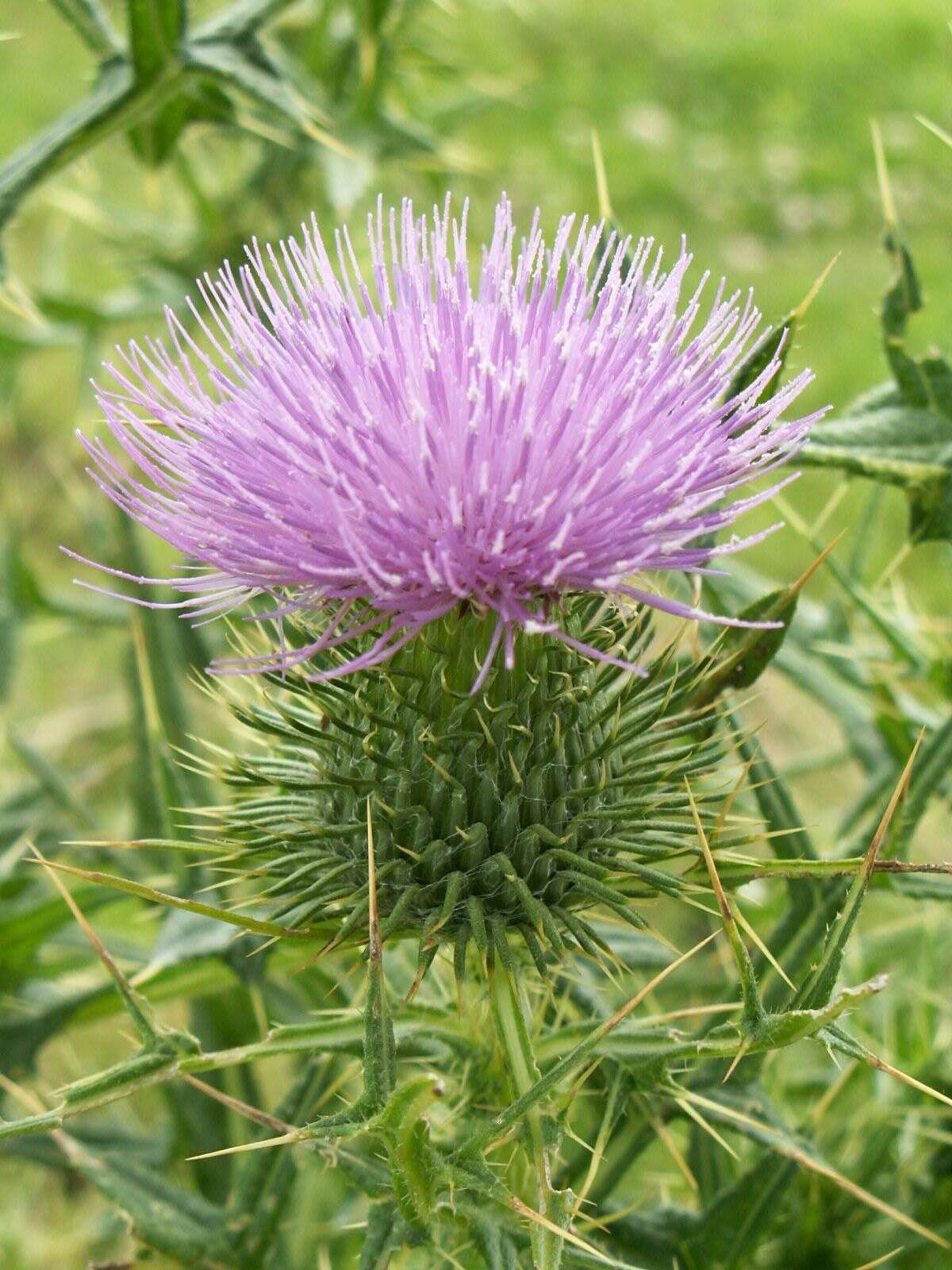 Image of Spear Thistle