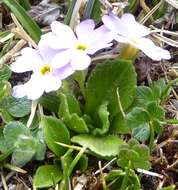 Image de Primula walshii Craib