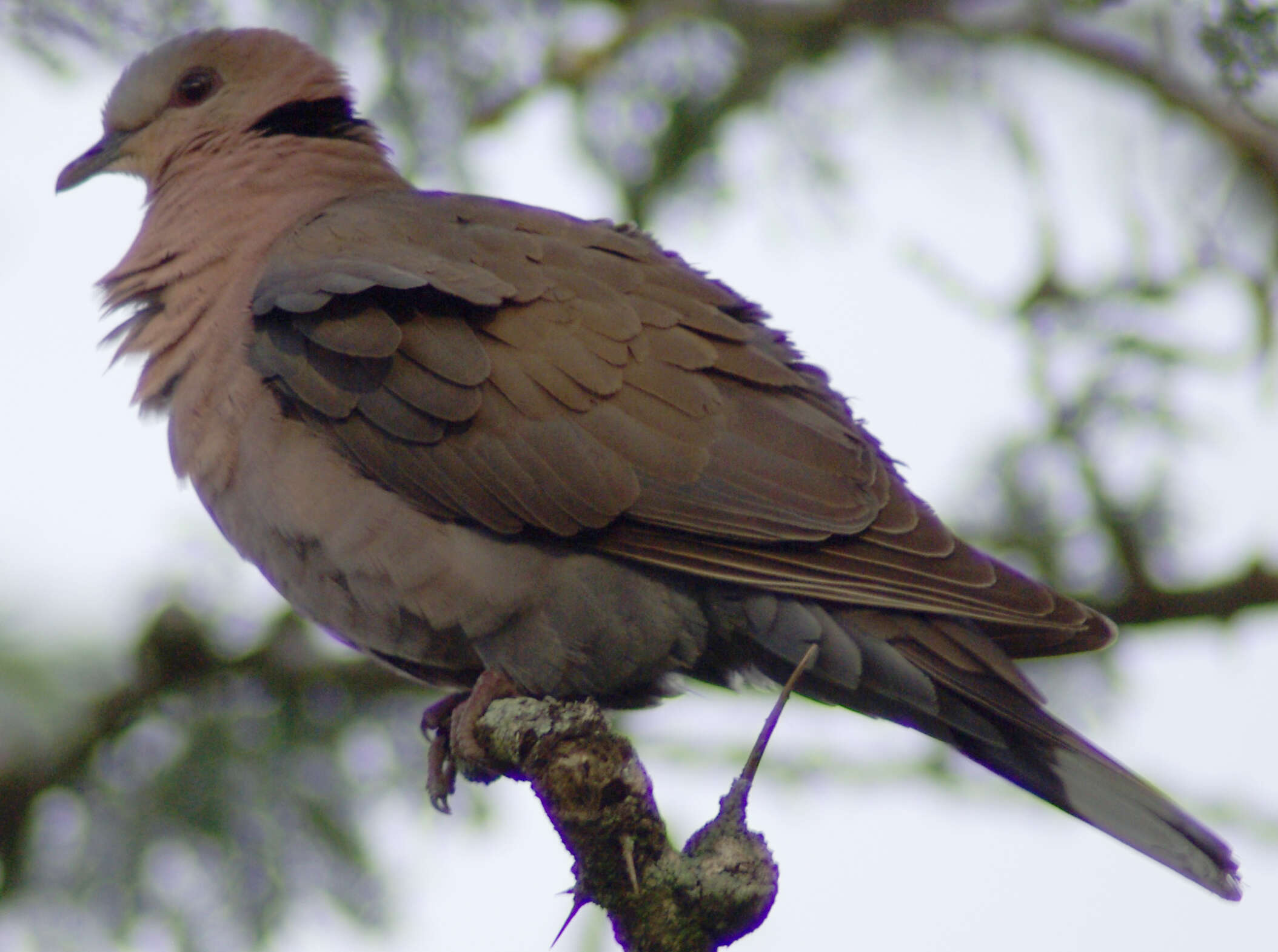 Image of Red-eyed Dove