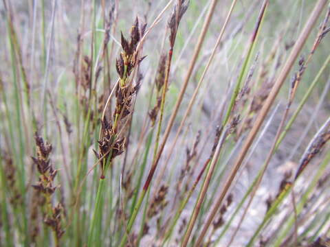 Image of Schoenus submarginalis T. L. Elliott & Muasya