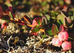 Image of alpine bilberry