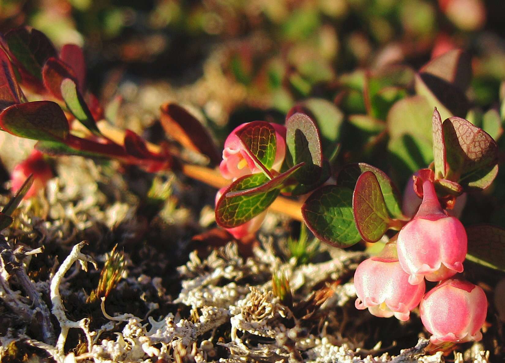 Image of alpine bilberry