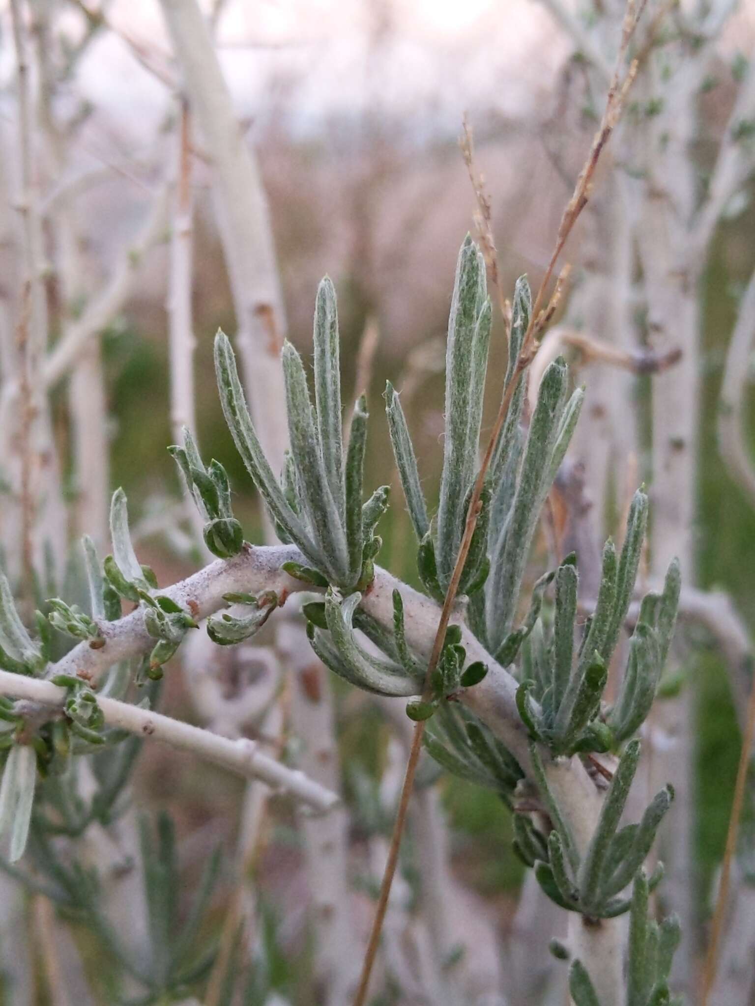 Sivun Tetradymia comosa A. Gray kuva