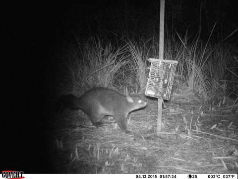 Image of Mountain Brushtail Possum