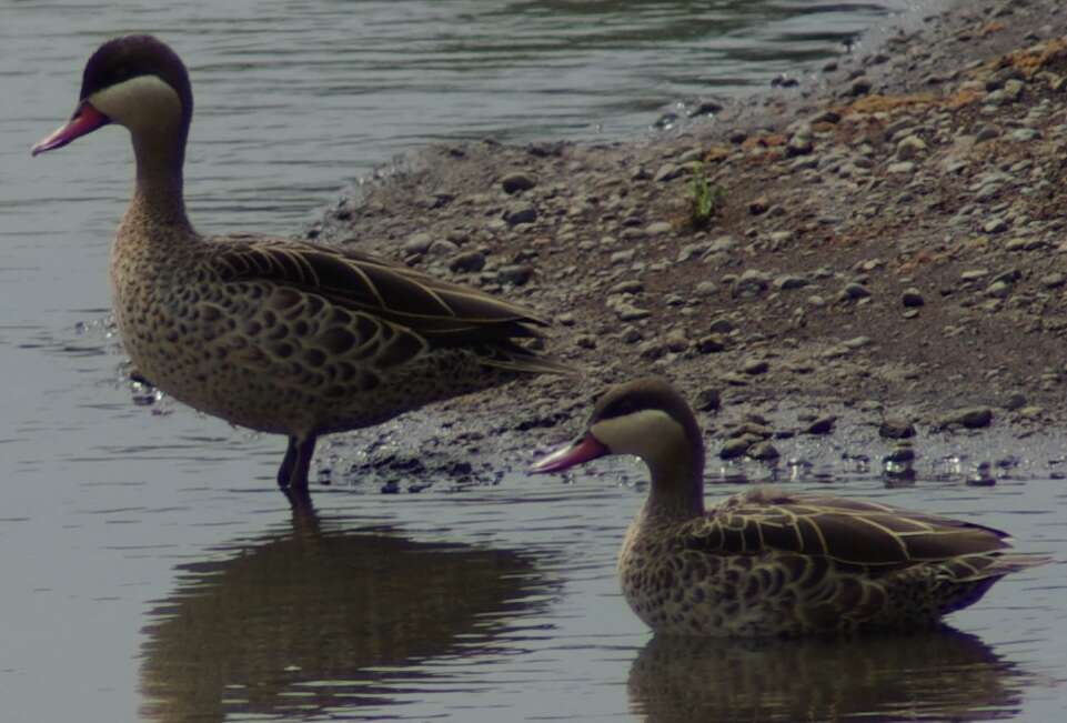 Image of Red-billed Teal