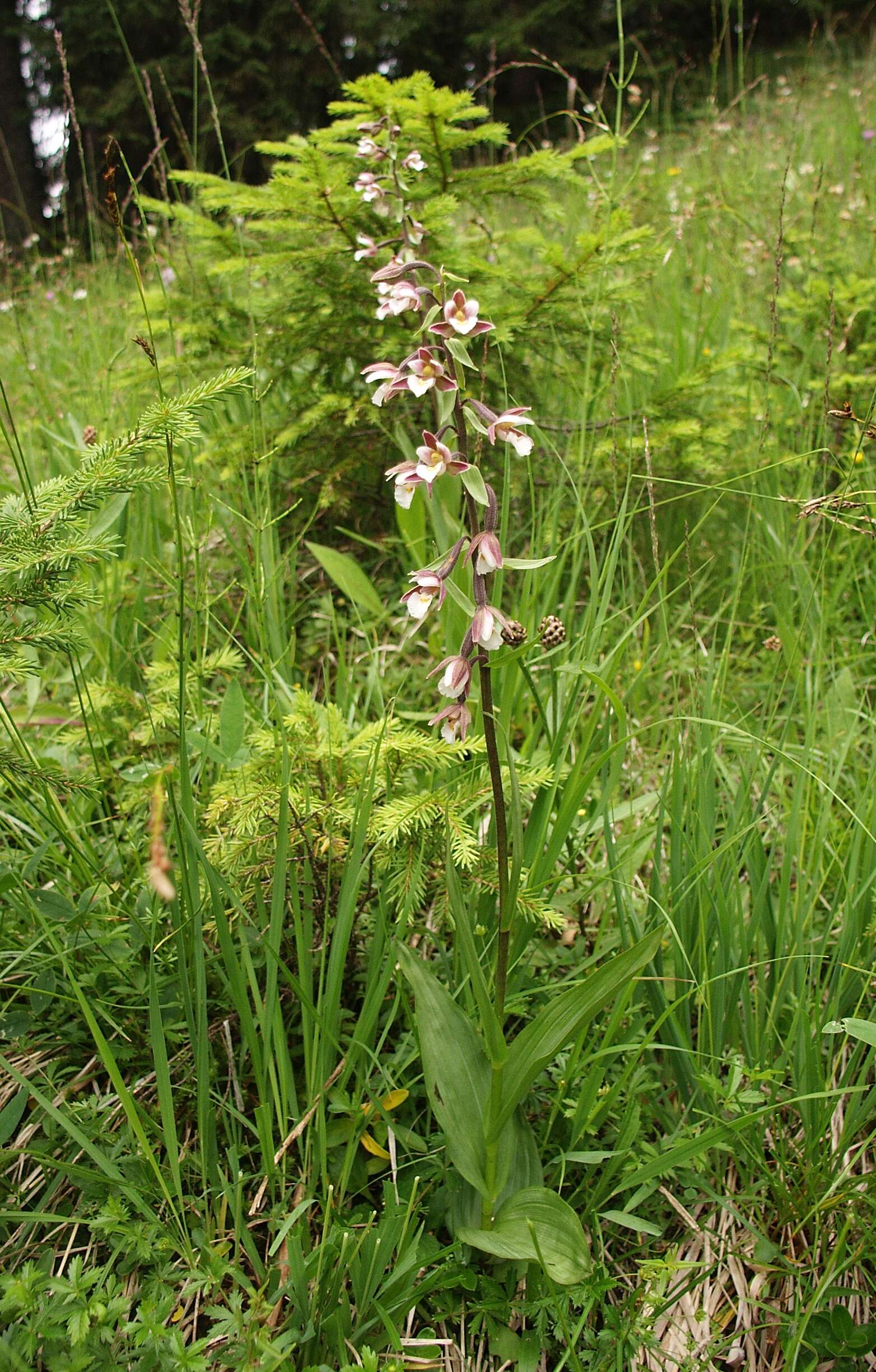 Imagem de Epipactis palustris (L.) Crantz