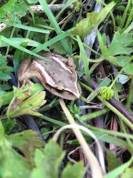 Image of Banded Wood Frog