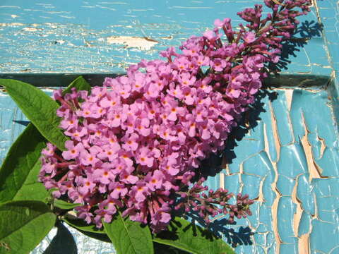 Image of butterfly-bush