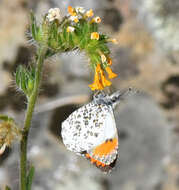 Image of Sara Orangetip