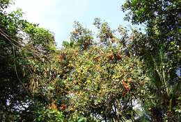 Image of rambutan