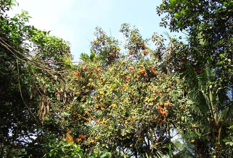 Image of rambutan