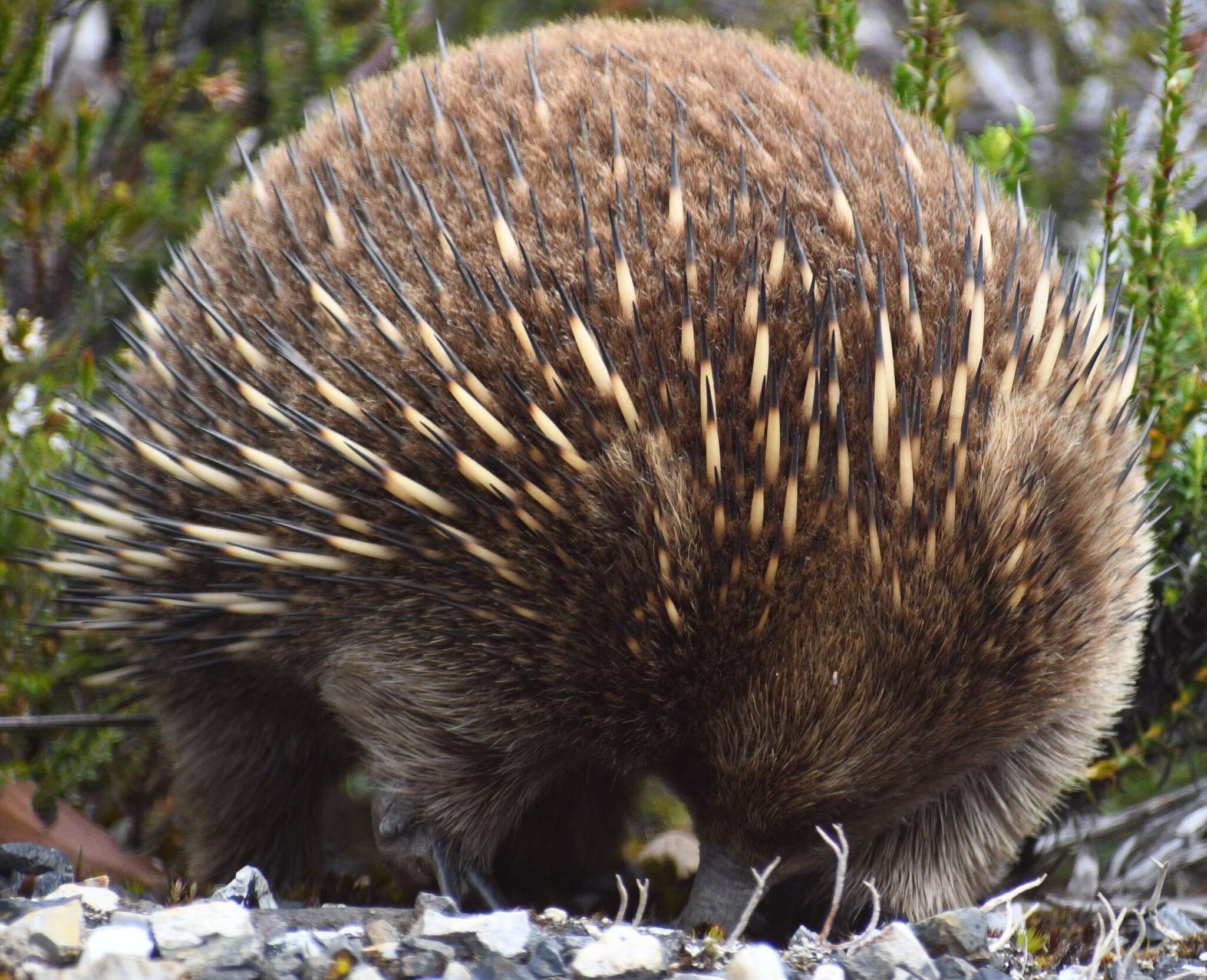 Image of Tasmanian Echidna