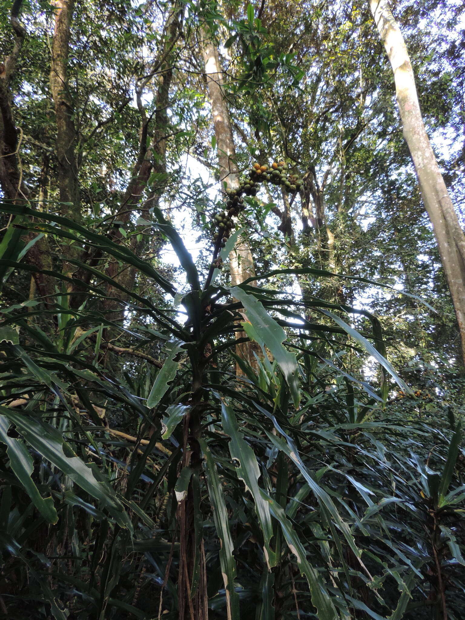 Dracaena fragrans (L.) Ker Gawl. resmi