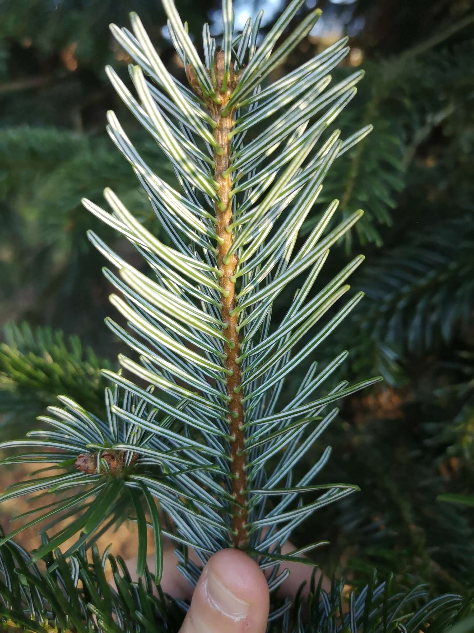 Image of Caucasian Fir