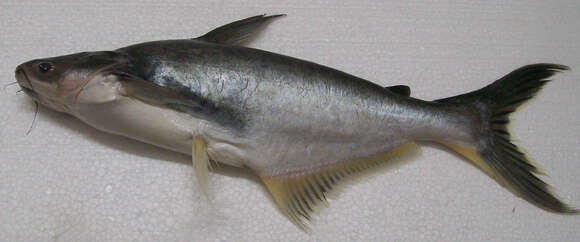 Image of Pangas catfish