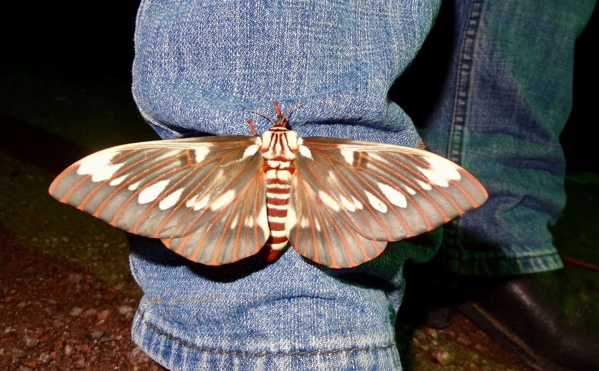 Image of Citheronia splendens (Druce 1886)