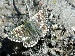 Image of Southern Grizzled Skipper