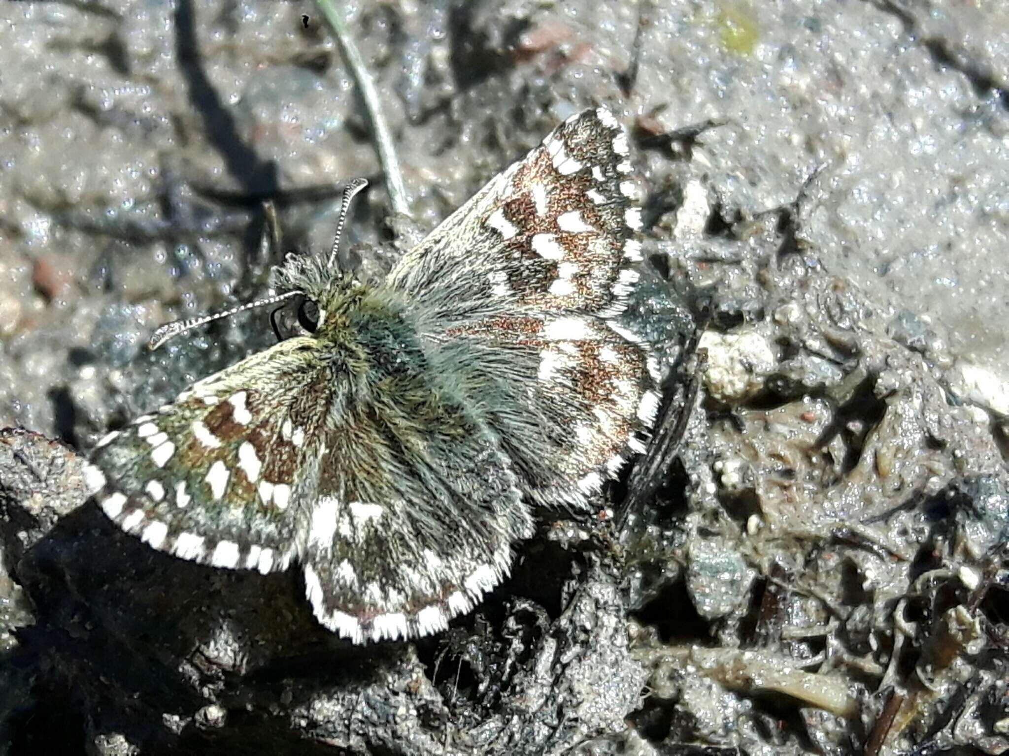 Image of Southern Grizzled Skipper