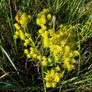 Image of low pinebarren milkwort