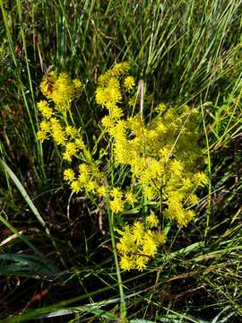 Image of low pinebarren milkwort