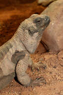 Image of Angel Island chuckwalla