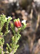 Image of Diosma apetala (Dümmer) I. Williams