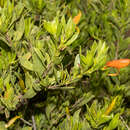 Image of Eremophila glabra subsp. glabra