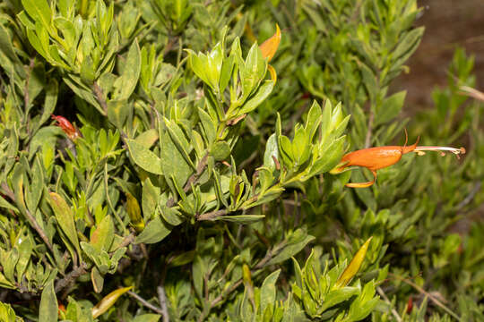 Image of Eremophila glabra subsp. glabra