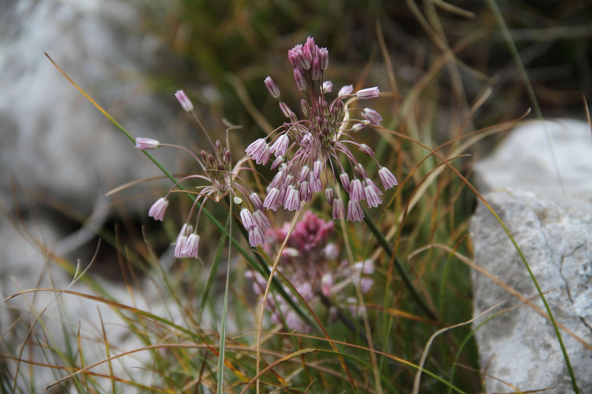 Image of Mediterranean onion