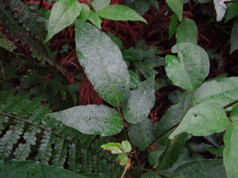 Image of Hylodesmum laxum (DC.) H. Ohashi & R. R. Mill