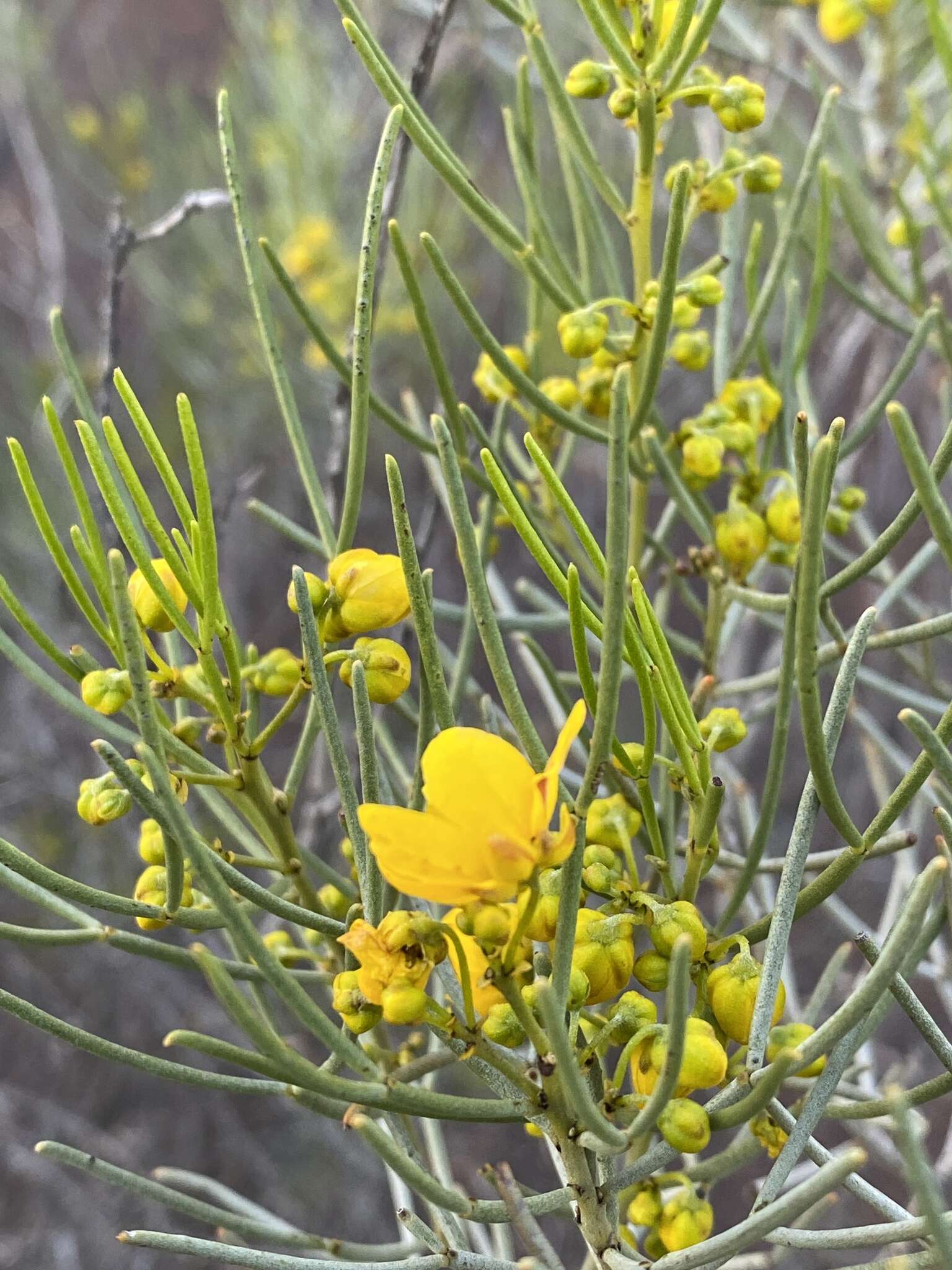 Image of Senna artemisioides subsp. filifolia