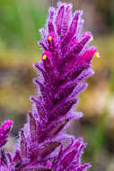 صورة Neobartsia laniflora (Benth.) Uribe-Convers & Tank