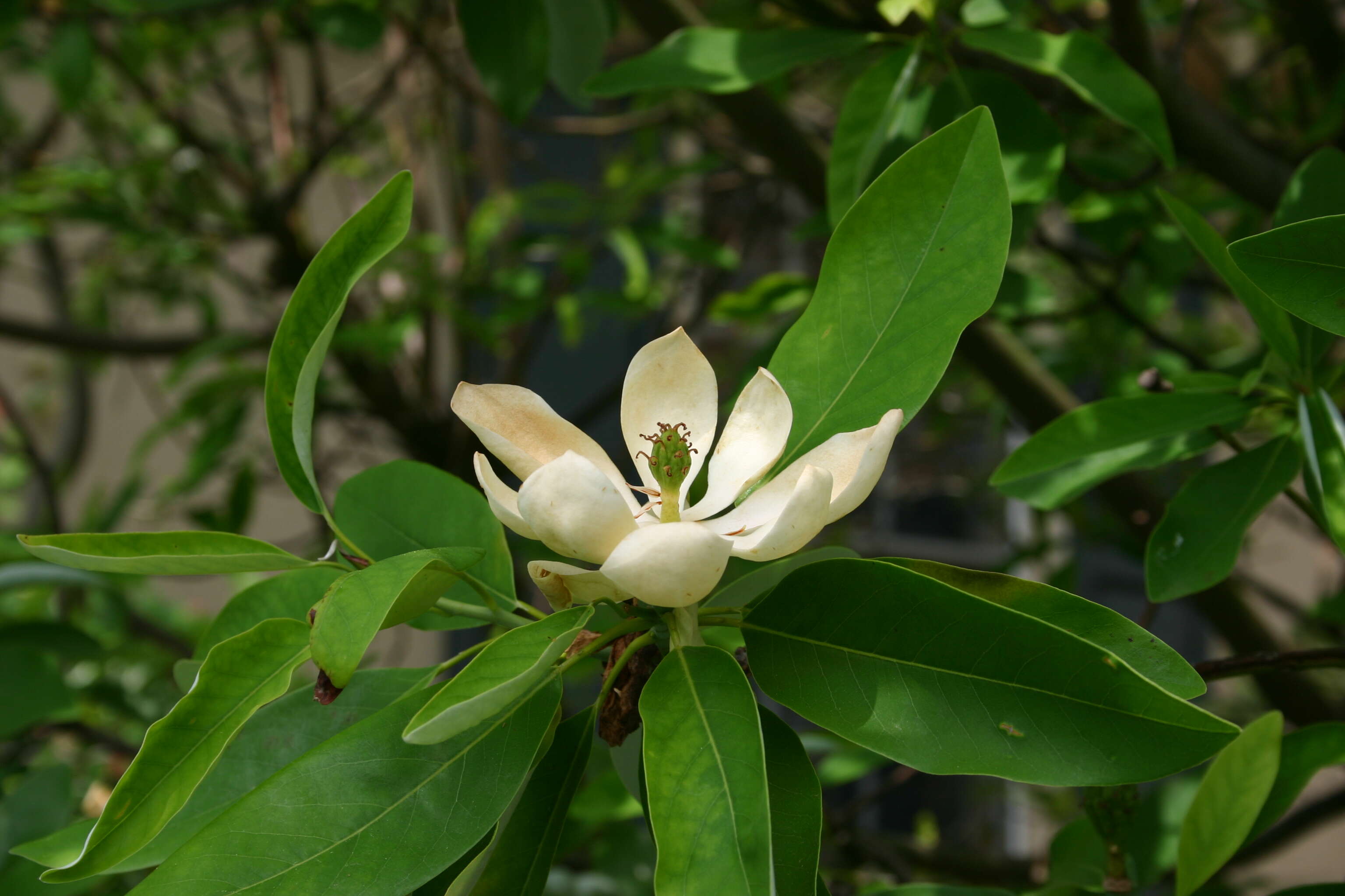 Sivun Magnolia virginiana L. kuva