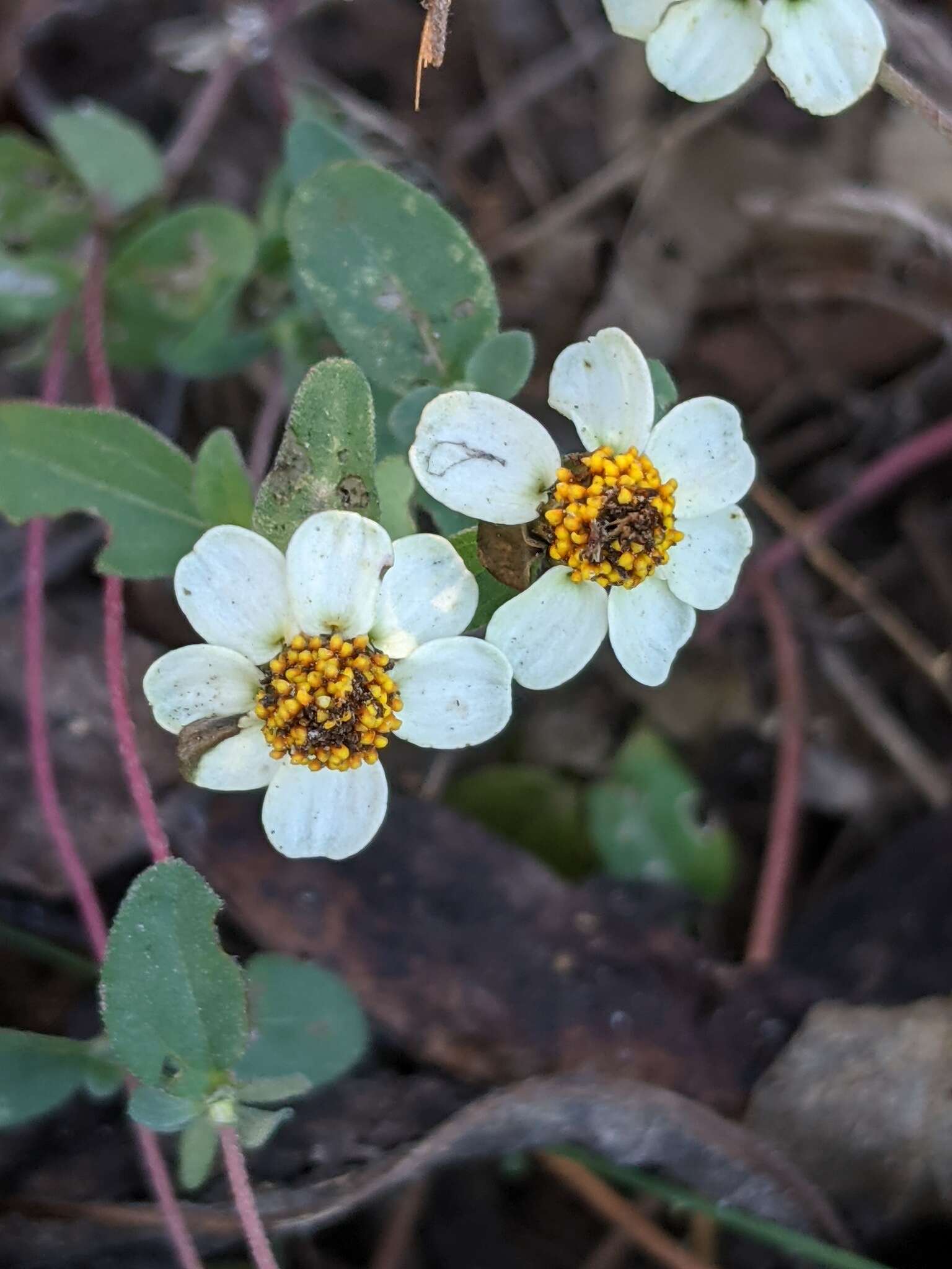 Imagem de Zinnia angustifolia var. littoralis (B. L. Rob. & Greenm.) B. L. Turner