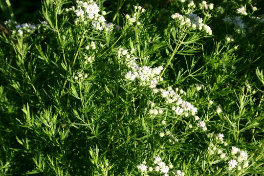 Image of narrowleaf mountainmint