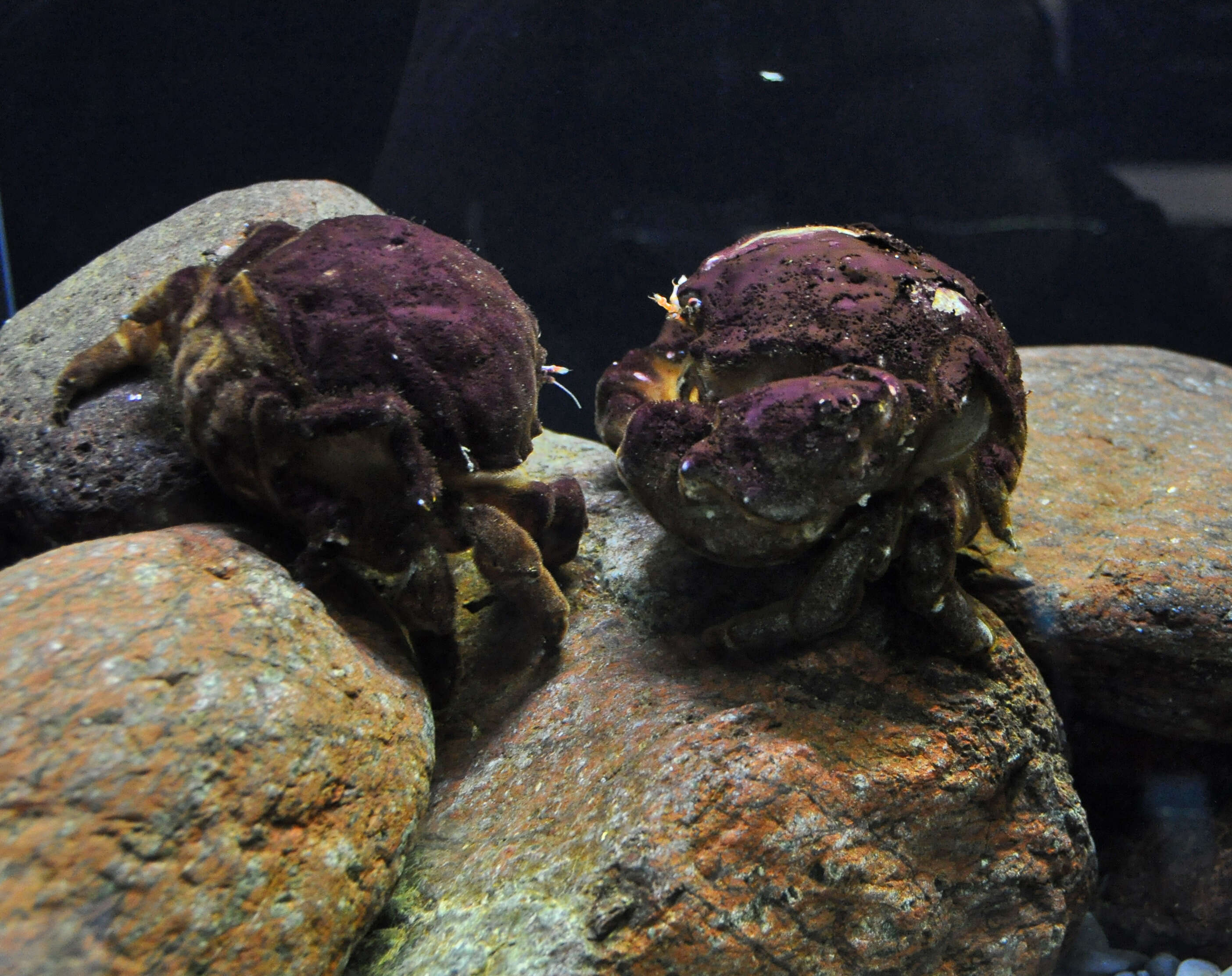 Image of Linnaeus's sponge crab