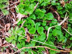 Image of Porsild's Pseudosaxifrage