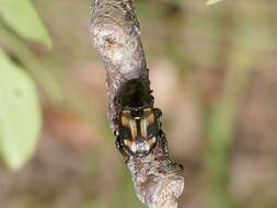 Image de Strigoderma pygmaea (Fabricius 1798)