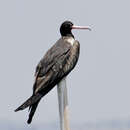 Image of Andrews' Frigatebird